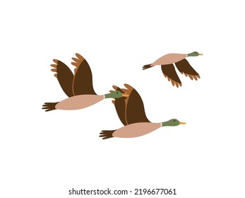 Flying ducks. Duck hunting. Mallard duck flying isolated on white illustration. Hand drawn flying birds. Vector bird watching. Nature graphic element. Wildlife birds.