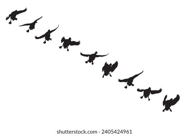 Flying ducks. Natural vector birds. White bacgrund. 