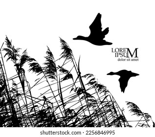 Flying ducks and reeds. Vector illustration