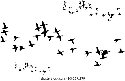 Ducks Flying Images, Stock Photos & Vectors | Shutterstock