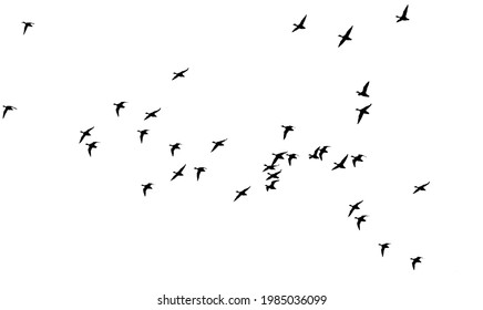 Flying ducks. Vector images. White backgorund.