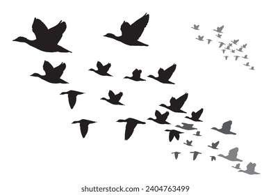 Flying ducks. Vector images. White background. 