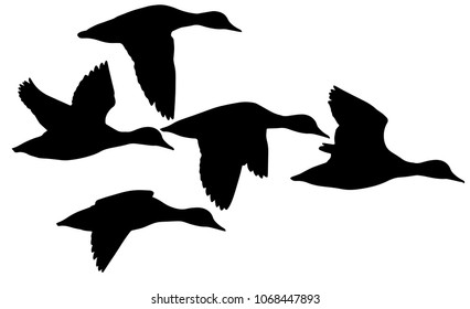 Flying ducks. Vector ducks. White background.