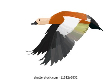 Flying duck.Vector image. Bird: Ruddy Shelduck. Tadorna ferruginea.