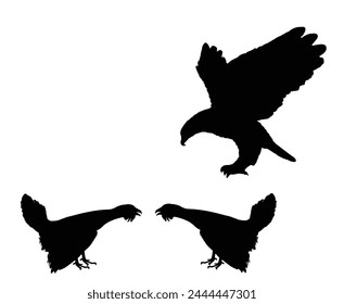 Flying Eagle attackieren Holzhühner männliche Rivalen während der Schlacht um die Paarung mit weiblichen Vektorgrafik Silhouette Illustration isoliert. Wildgeflügel. Schwarzer Hahnenhahn. Raubvögel nutzen die Unachtsamkeit aus.