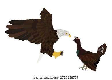 Ataque del águila voladora Ilustración vectorial macho de urogallo de madera aislado. Aves silvestres. Gallo negro o gallo de brezo. Ave depredadora persigue y caza presas. Extender las alas del halcón águila calva. 