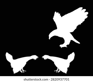 Flying eagle attack wood grouse male rivals during battle for mating with female vector silhouette illustration isolated. Wildfowl. Black cock heath cock. Predator bird take advantage of carelessness.