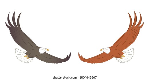 Flying Eagle - Bald Eagle drawing in vector
