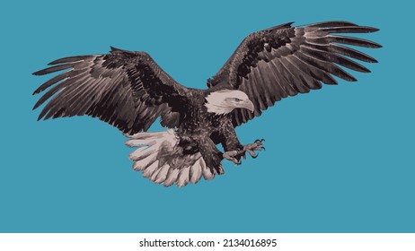 Flying eagle bird bald eagle American spreed wings eagle illustration.