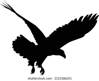 Flying eagle black silhouette or logo on white background