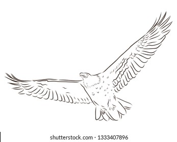 flying eagle contour vector
