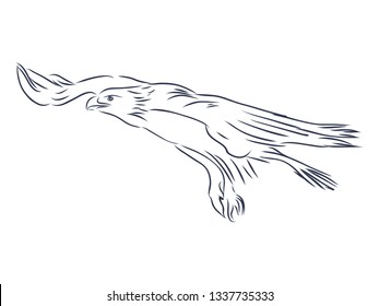 flying eagle contour, vector