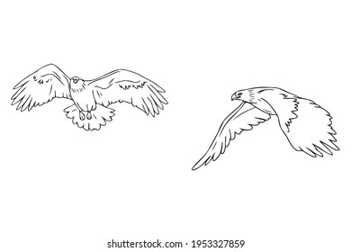 Flying eagle, falcon and hawk black silhouette bird icons. Vector bird predator in flying poses for heraldic symbols or tattoo design. Wild animal as sign of power and freedom