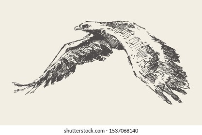 Flying eagle. Hand drawn vector illustration, sketch