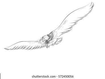 flying eagle isolated on a white background