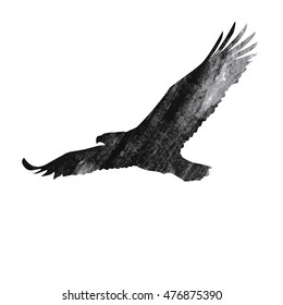 Flying eagle on white background