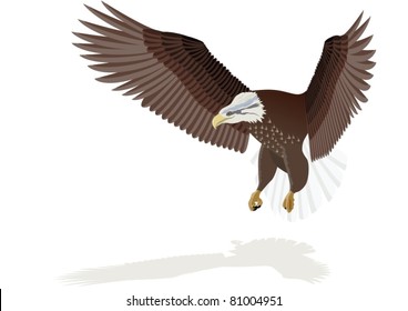Flying eagle with outstretched wings. The illustration on white background.