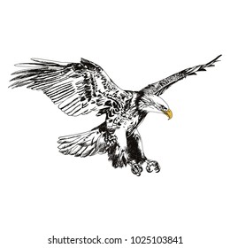 Flying eagle vector illustration black and white. American symbol for freedom ready to use.