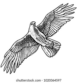 Flying eagle with wings spread. Hand drawn sketch style vector illustration isolated on white background.