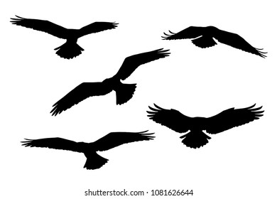 Flying eagles. Vector birds. White background.
