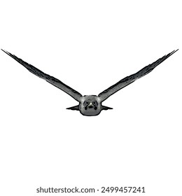 Flying Falcon peregrine vektor animal ilustration design 