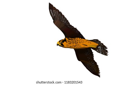 Flying falcon. Vector image. Bird: Peregrine Falcon. Falco peregrinus. White background.