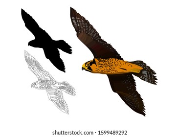 Flying falcon. Vector image. Blue sky background. Peregrine Falcon.