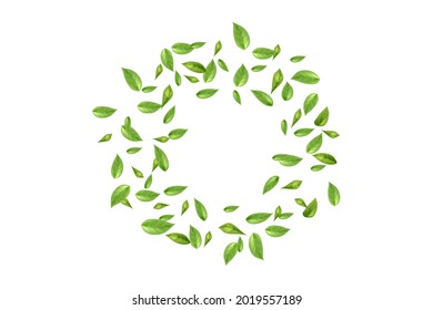 Flying or falling tea or mint leaves on white background. Nature, tea plantation, green tea garden background.Fresh  decorative design elements.