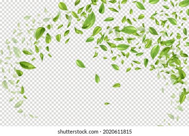 Flying or falling tea or mint leaves on white background. Nature, tea plantation, green tea garden background.Fresh  decorative design elements.
