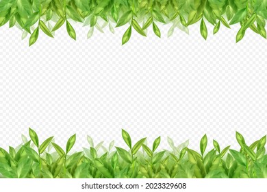 Flying or falling tea or mint leaves on white background. Nature, tea plantation, green tea garden background.Fresh  decorative design elements.