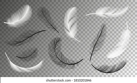 Flying feathers collection. Falling black white feathering isolated on transparent background. Birds plumage vector set