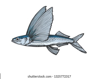 Flying fish animal color sketch engraving vector illustration. Scratch board style imitation. Black and white hand drawn image.