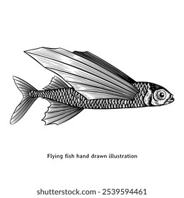 Flying fish illustration. Flying fish hand drawn illustration in vintage engraving style