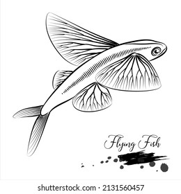 Flying fish, sea fish animal realistic sketch, vector illustration