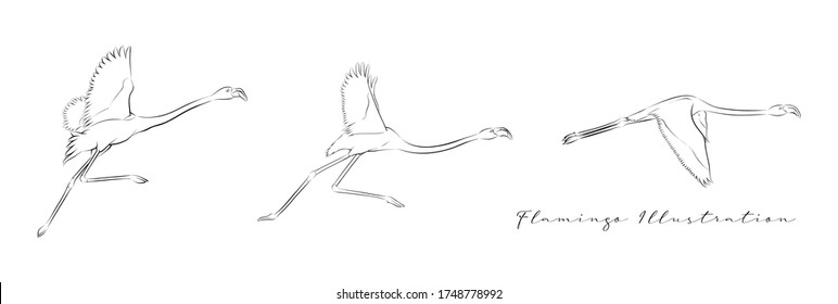Flying Flamingo, Simple Line Art Illustration, Hand Drawn Isolated Vector