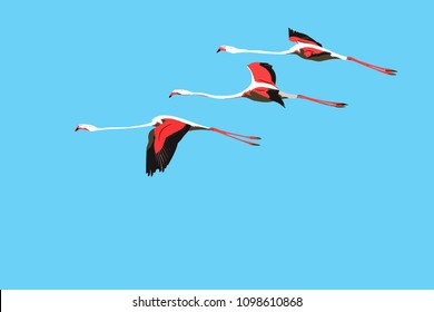 Flying flamingos. Vector image. Blue sky background.