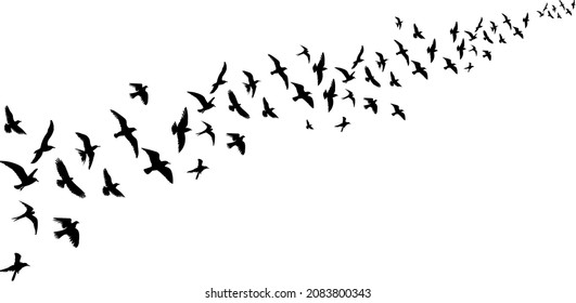 flying flock of birds, black silhouette vector