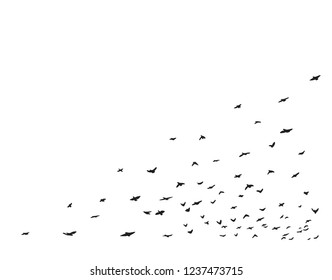 Flying flock of birds on white background