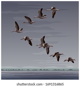 A flying flock of ducks. Vector illustration