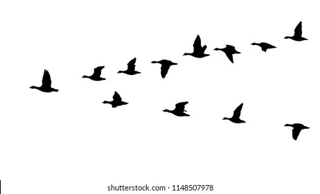 Flying flock of geese in the autumn, triangle of birds in the sky (12 different silhouettes of birds)