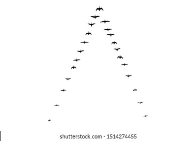 Flying flock of geese in the autumn. Triangle of birds in the sky.