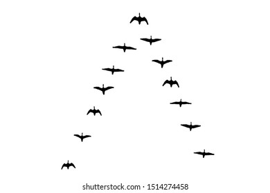 Flying flock of geese in the autumn. Triangle of birds in the sky.