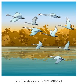 A flying flock of swans. Vector illustration