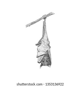 Flying fox icon in sketch vector 