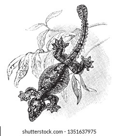Flying Gecko mit kleinen Flügeln zum Segelen, Vintage-Linie Zeichnung oder Gravitation Illustration.