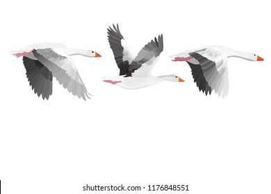 Flying Gooses. Vector image. White background. 