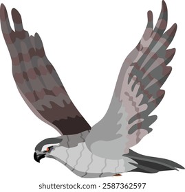 Flying Goshawk Bird Predator Vector