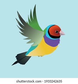 
Flying Gouldian Finch Bird On A Blue Background