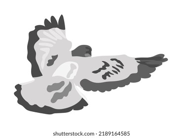 Flying gray dove isolated on white background. Grey bird in view from the back. Vector illustration in flat cartoon style. Hand drawn icon