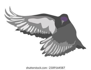 Flying gray dove isolated on white background. Grey bird in front view with open wings. Vector illustration in hand drawn flat cartoon style 